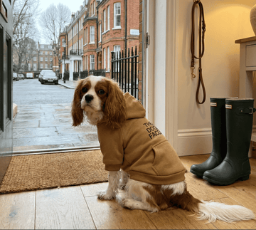 Urban Paws - Premium Dog Hoodie